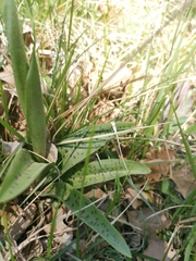 Orchis × penzigiana