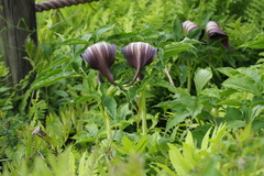 Arisaema serratum atropurpureum