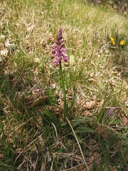 Orchis × penzigiana
