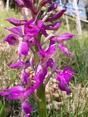 Orchis × penzigiana