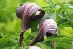 Arisaema serratum atropurpureum