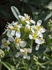 Hormathophylla spinosa