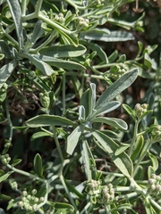 Hormathophylla spinosa