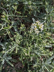 Hormathophylla spinosa