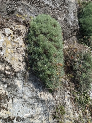 Hormathophylla spinosa