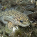 Burbot - Photo (c) cedo12, some rights reserved (CC BY-NC)