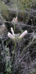 Convolvulus lanuginosus