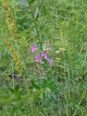 Lythrum alatum alatum