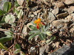 Anthyllis circinnata