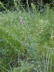 Lythrum alatum alatum