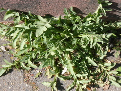 Papaver somniferum