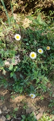 Erigeron longipes