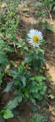 Erigeron longipes