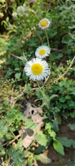 Erigeron longipes