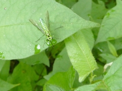 Tenthredo omega