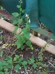 Scutellaria altissima