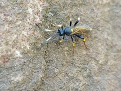 Amblyteles armatorius