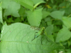 Tenthredo omega
