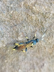 Amblyteles armatorius