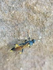 Amblyteles armatorius