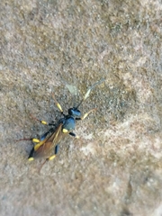 Amblyteles armatorius