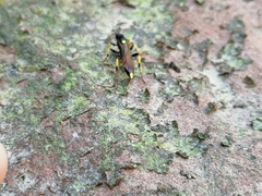 Amblyteles armatorius