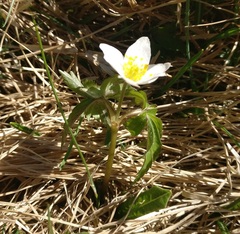 Anemonoides nemorosa