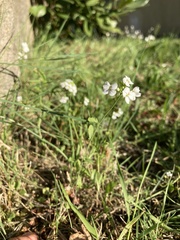 Arabidopsis halleri