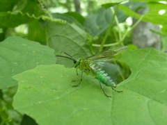 Tenthredo omega