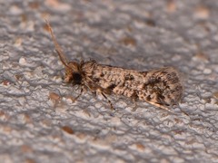 Amydria margoriella