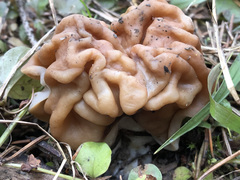 Gyromitra gigas