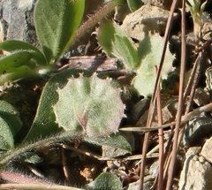 Anthyllis circinnata