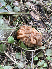 Gyromitra gigas