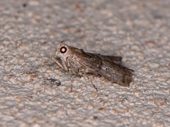 Pococera euphemella