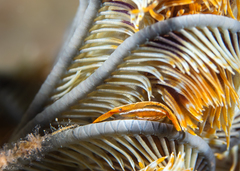 Pontoniopsis comanthi