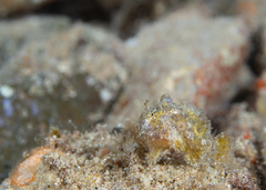 Abantennarius coccineus