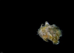 Abantennarius coccineus