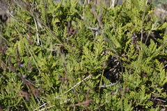 Lavandula canariensis image