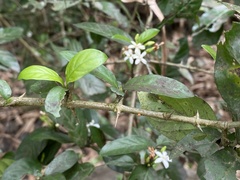 Benkara sinensis