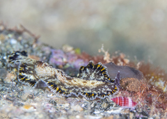 Pseudobiceros murinus