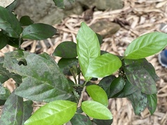 Benkara sinensis