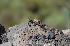 Gallotia caesaris gomerae