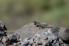Gallotia caesaris gomerae