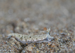 Dermatobranchus semilunus