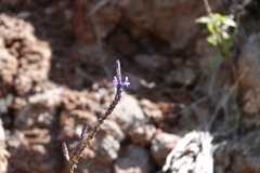 Lavandula canariensis