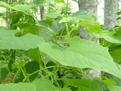 Tenthredo omega