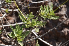 Lavandula canariensis