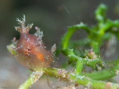 Plocamopherus indicus