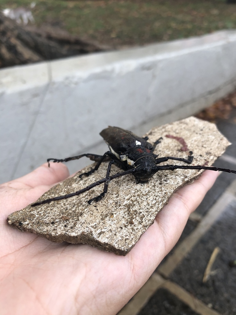 Batocera rufomaculata