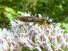 Tenthredo finschi